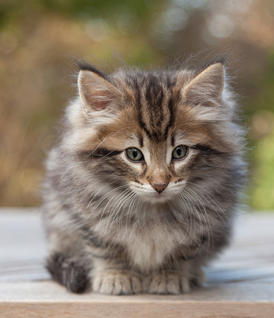 Marius - 8 weeks old