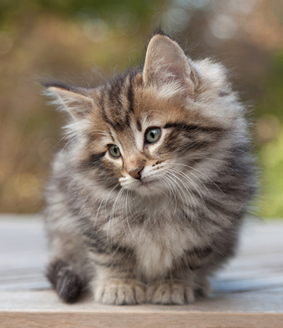 Marius - 8 weeks old
