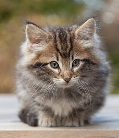 Marius - 8 weeks old
