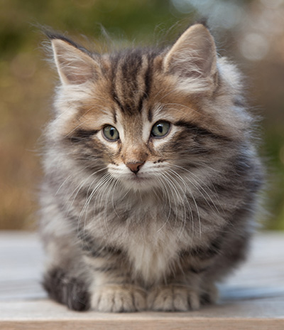 Marius - 8 weeks old