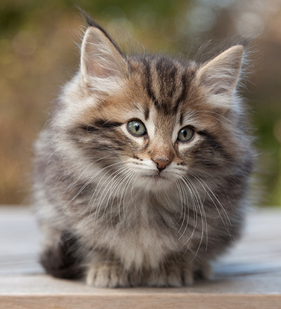Marius - 8 weeks old