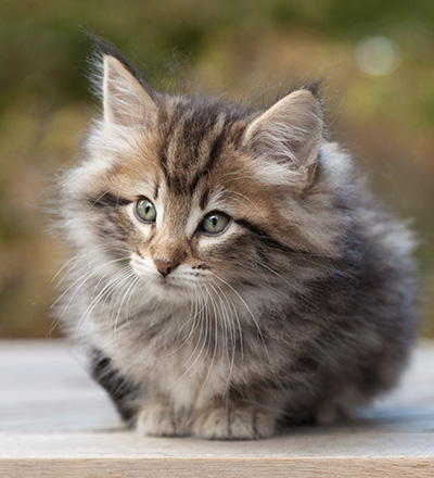 Marius - 8 weeks old