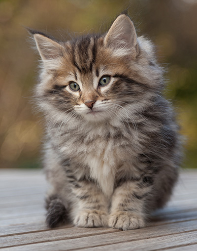 Marius - 8 weeks old