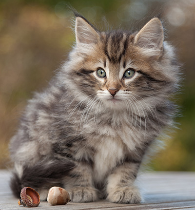 Marius - 8 weeks old