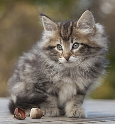 Marius - 8 weeks old