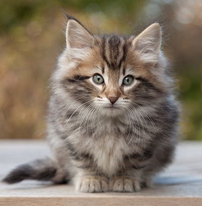 Marius - 8 weeks old