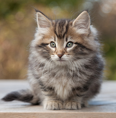 Marius - 8 weeks old