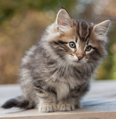 Marius - 8 weeks old