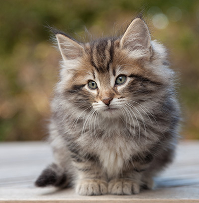 Marius - 8 weeks old