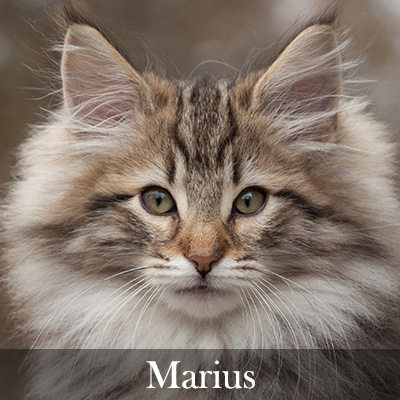 Marius