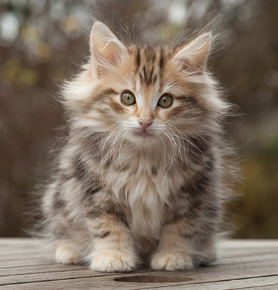 Maru - 12 weeks old