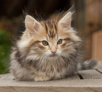 Maru - 12 weeks old