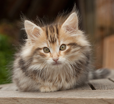 Maru - 12 weeks old
