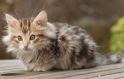 Maru - 12 weeks old
