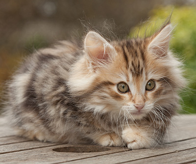 Maru - 12 weeks old