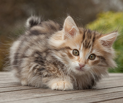 Maru - 12 weeks old