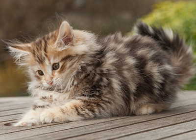 Maru - 12 weeks old