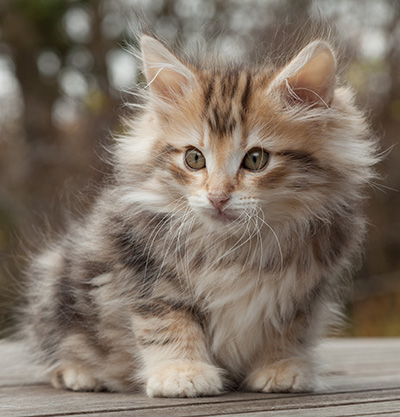 Maru - 12 weeks old