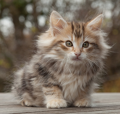 Maru - 12 weeks old