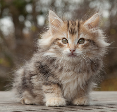 Maru - 12 weeks old