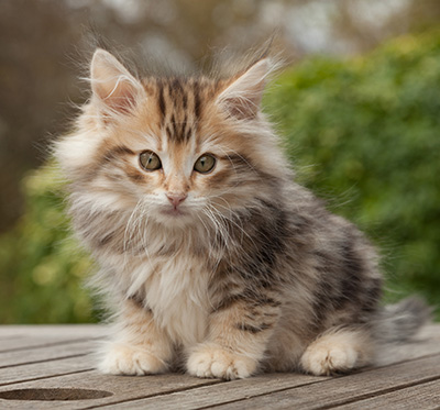 Maru - 12 weeks old