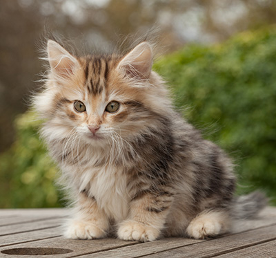 Maru - 12 weeks old