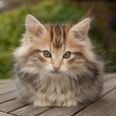 Maru - 12 weeks old
