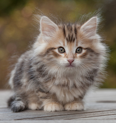 Maru - 8 weeks old