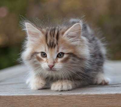 Maru - 8 weeks old