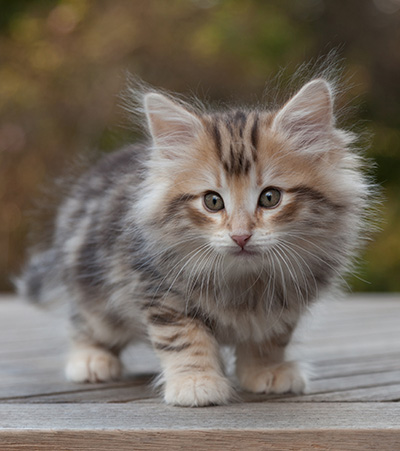 Maru - 8 weeks old