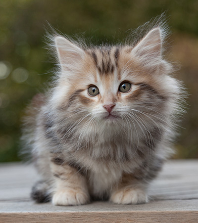 Maru - 8 weeks old