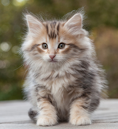 Maru - 8 weeks old