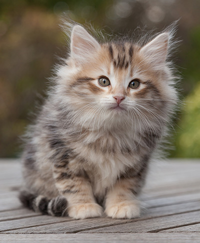 Maru - 8 weeks old