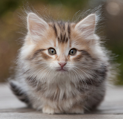Maru - 8 weeks old