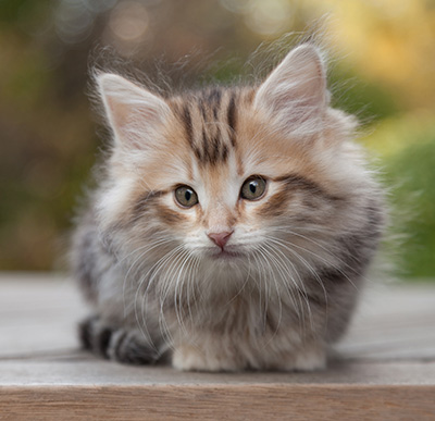 Maru - 8 weeks old