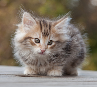 Maru - 8 weeks old