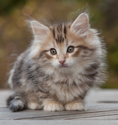 Maru - 8 weeks old
