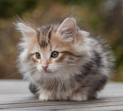 Maru - 8 weeks old