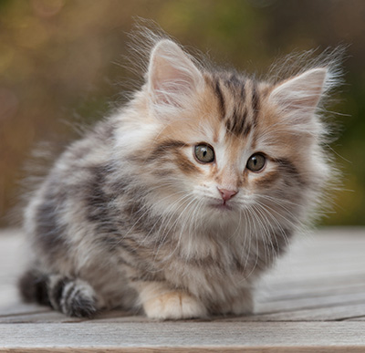 Maru - 8 weeks old