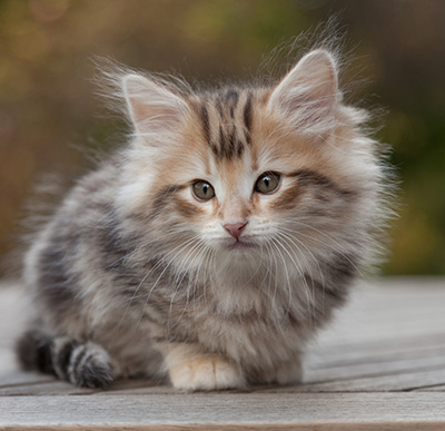 Maru - 8 weeks old