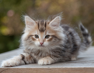 Maru - 8 weeks old