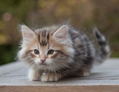 Maru - 8 weeks old