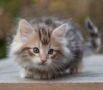 Maru - 8 weeks old