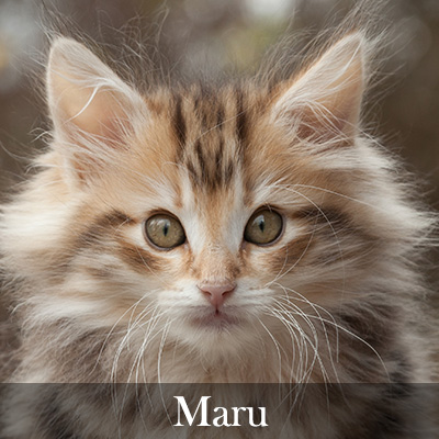 Maru