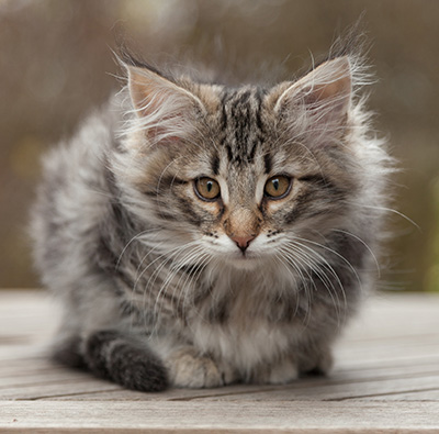 Marvin - 12 weeks old