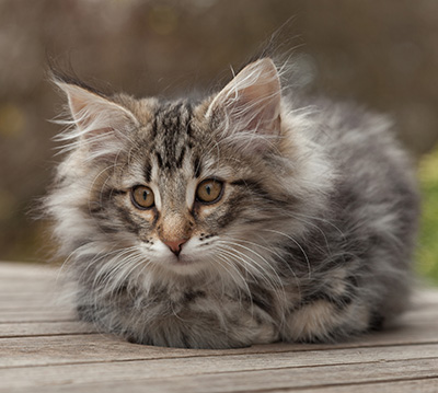 Marvin - 12 weeks old
