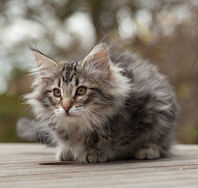 Marvin - 12 weeks old