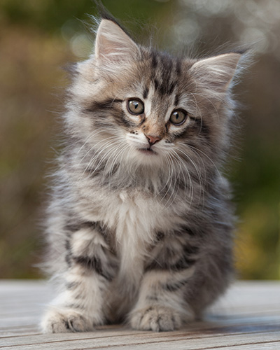 Marvin - 8 weeks old