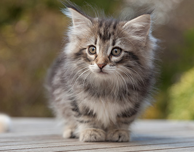 Marvin - 8 weeks old