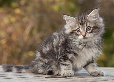 Marvin - 8 weeks old